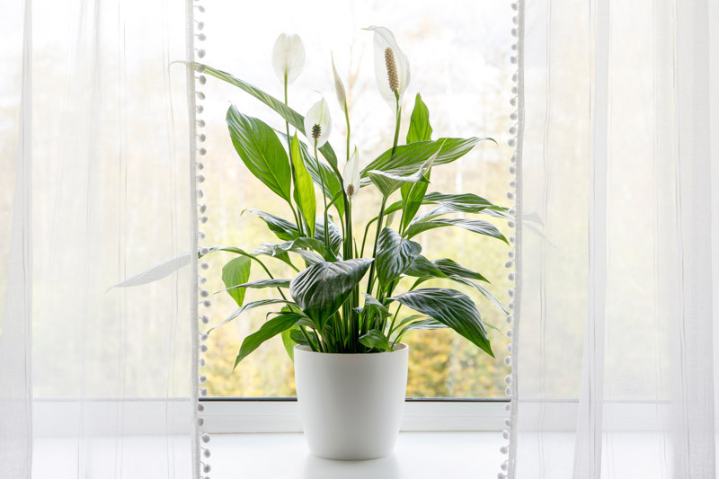 Peace Lily, Peace Lily Care, Peace Lily Plant, Peace Lilies, Spathiphyllum, Indoor Plants, Houseplants